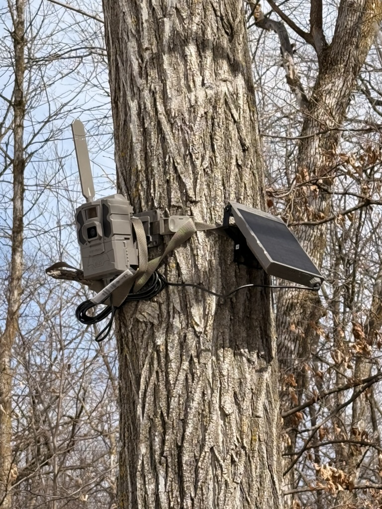 Waypoint solar-powered trail camera and 6W solar panel strap-mounted to a tree trunk above 7 feet