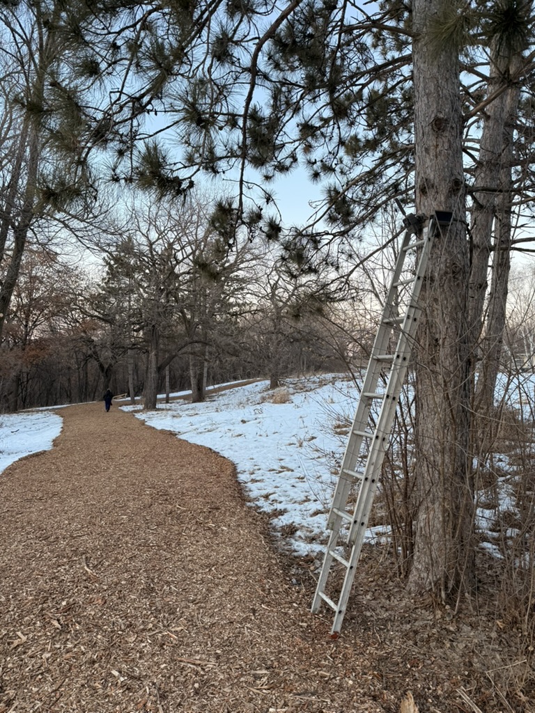 Ladder against a pine tree beside a wood-chip trail during a winter trail camera installation at Lake Girard