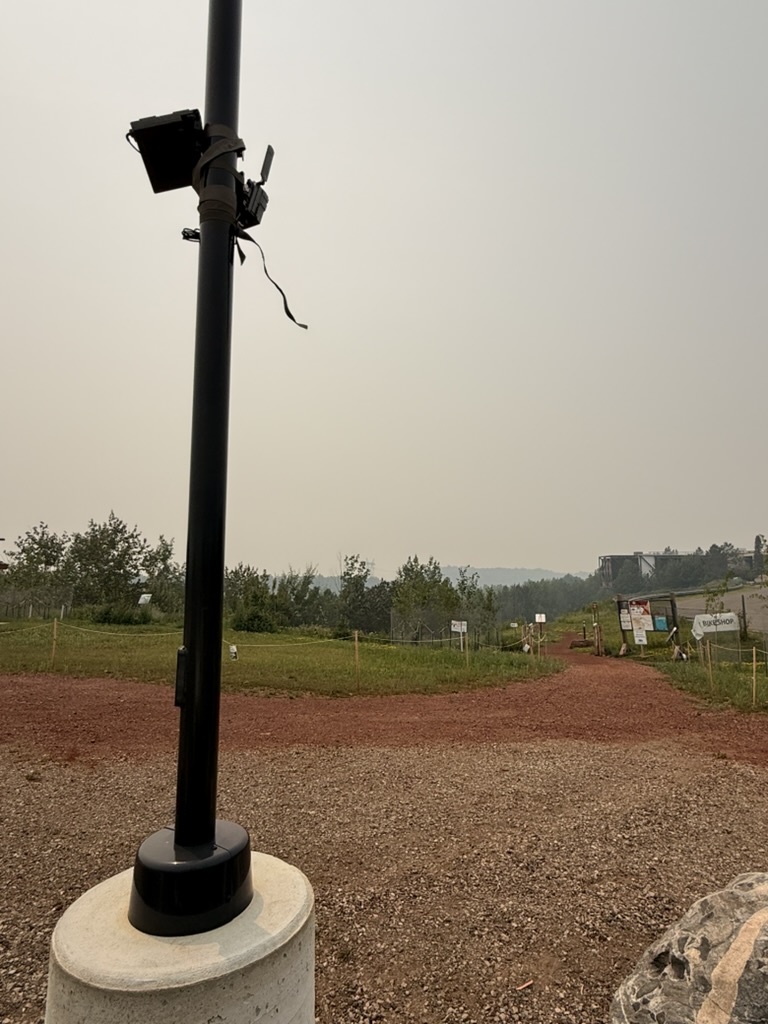Trail camera strapped to a black light post overlooking the main entrance of a mountain bike trail system