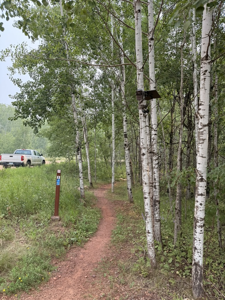 Trail camera mounted high on a birch tree above dense vegetation, aimed along a singletrack mountain bike trail
