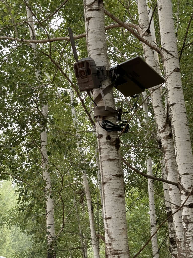 Close-up of a trail camera and solar panel mounted to a birch tree with strap, bracket, and coiled charging cable