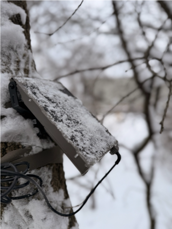 External solar panel powering a Waypoint trail monitoring camera on a snow-covered tree during a Minnesota winter deployment