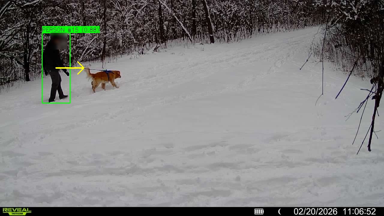 Dog walker detected moving in one direction with directionality arrow in gray lighting conditions