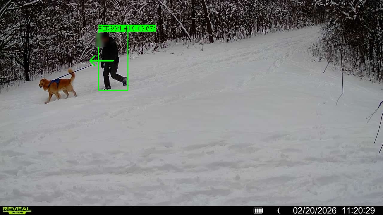 Same dog walker detected moving in opposite direction, demonstrating subject tracking and directionality accuracy