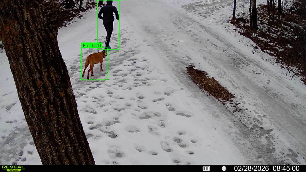 Runner with dog detected on trail - both runner and dog are identified with bounding boxes and confidence scores