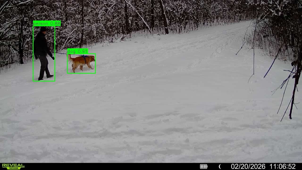 Person walking dog on snowy trail - both person and dog detected separately